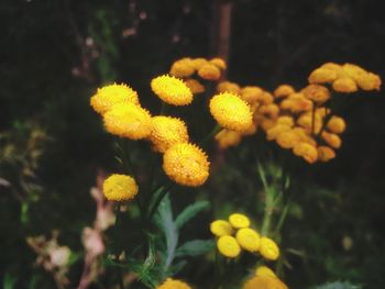 Close-up of yellow flowers