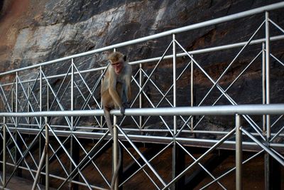 Portrait of monkey on railing