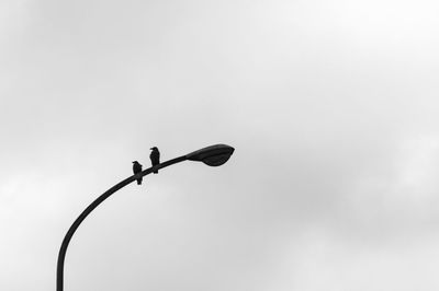 Low angle view of bird perching against clear sky