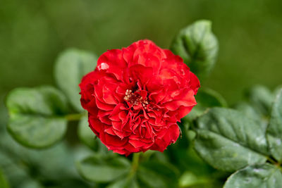 Close-up of red rose
