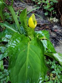 High angle view of yellow leaf on wet land