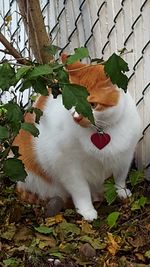 White cat sitting on grass