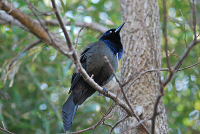 Close-up of bird perching on branch