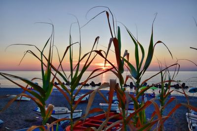Close-up of plants by sea against sky during sunset