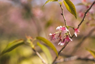 Close-up of pink cherry blossoms