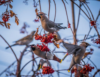 Low angle view of bird perching on tree