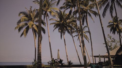 Palm trees against sky during sunset