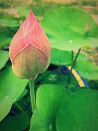 Close-up of lotus water lily