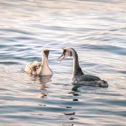 Swans swimming in lake