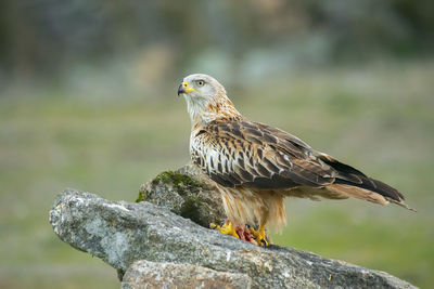 Close-up of eagle perching on rock