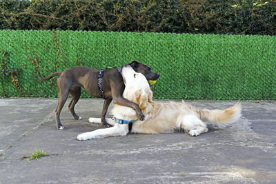 Dog lying down on footpath