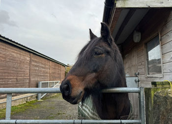 Close-up of horse standing against wall in the yorkshire countryside