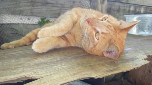 Cat resting on wooden floor