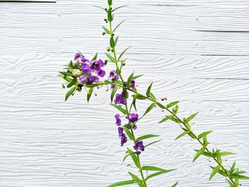 Close-up of purple flowering plant