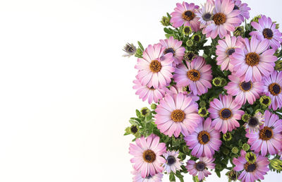 Close-up of pink flowering plant against white background