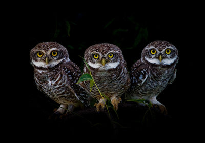 Close-up portrait of owl