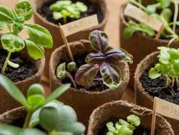 Basil seedlings in biodegradable pots on wooden table. green plants sowing in small pots.  