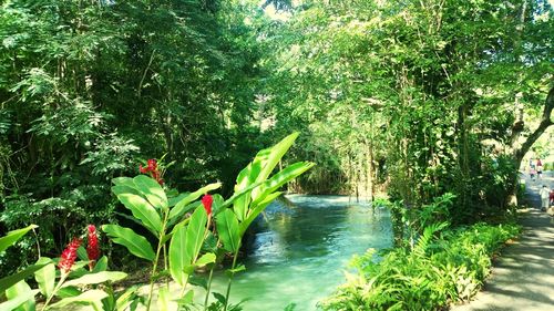 Scenic view of waterfall in forest