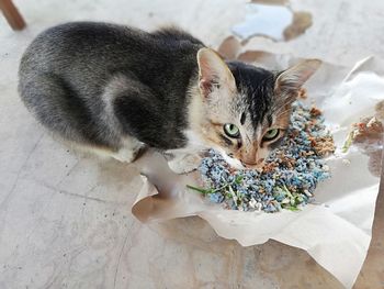 High angle view of a cat on floor