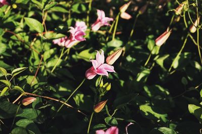 Close-up of pink flowering plant