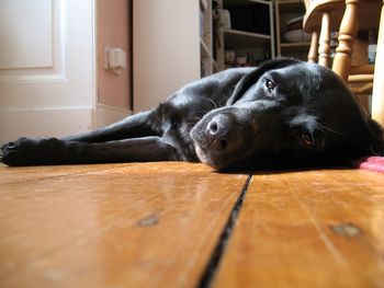 Close-up of dog relaxing