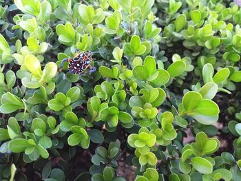 Close-up of green plants on plant