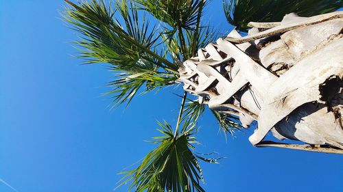 Low angle view of palm tree against clear blue sky