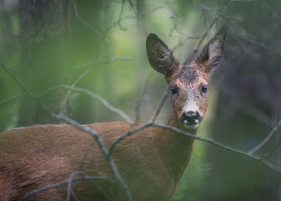 Close-up portrait of roe deer