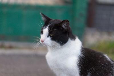 Close-up of cat sitting outdoors