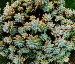 High angle view of flowering plants