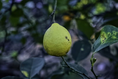 Selective focus of yellow lemon on a tree
