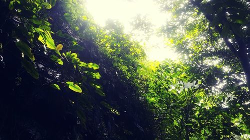 Low angle view of trees