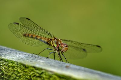 Close-up of dragonfly on leaf