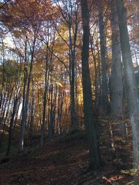 Trees in forest