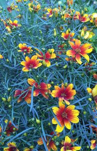 Close-up of flower in park