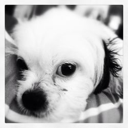 Close-up portrait of a dog