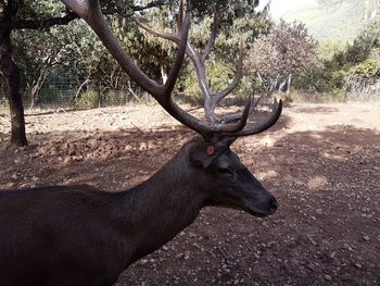 Deer on tree