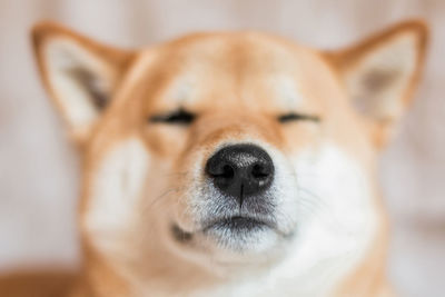 Close-up portrait of a dog shiba inu. selective focus. 