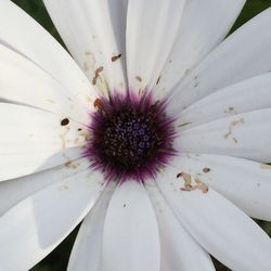 Close-up of white flower