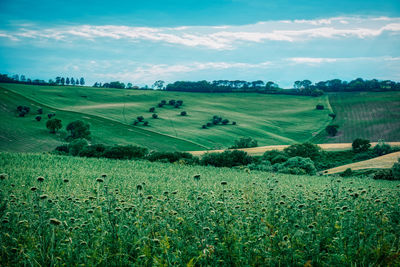 Scenic view of agricultural field against sky