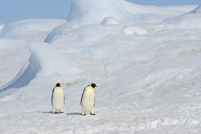 High angle view of penguins on snow covered landscape