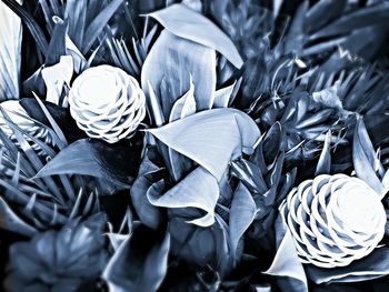 Close-up of flowers