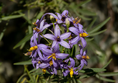 Close-up of purple flowering plant