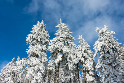 Low angle view of snow covered tree against blue sky