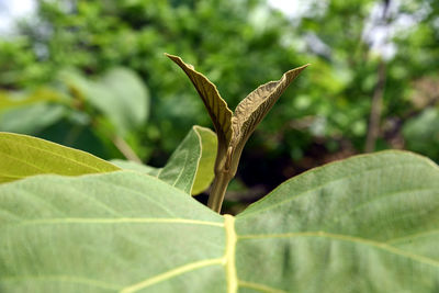 Close-up of plant