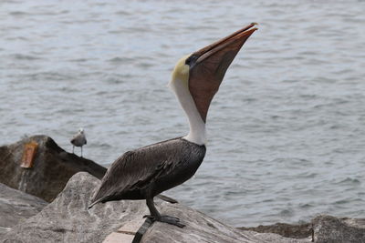 Bird perching on a sea