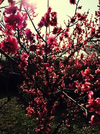 Low angle view of pink flowers