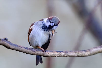 Close-up of bird perching on branch