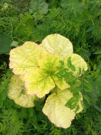 High angle view of leaves on field