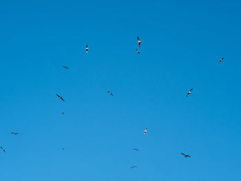 Low angle view of birds flying in the sky